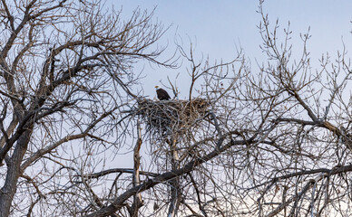 A bald eagle in a nest before sunset during a winter evening in Colorado. 