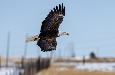 Several bald eagles in flight over stunning winter landscapes in Colorado. 