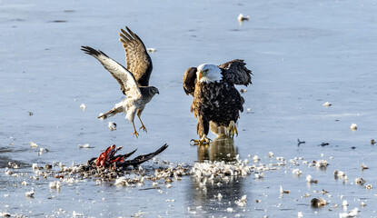 American Bald Eagles on frozen ice playing with food during the winter in Colorado. 