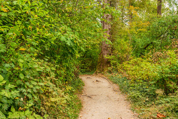 Fototapeta na wymiar Trail in park in at summer day in Vancouver, Canada, North America.