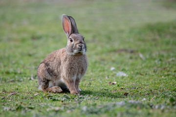 Wild european rabbit (Oryctolagus cuniculus) in Spain - obrazy, fototapety, plakaty