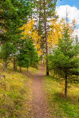 Naklejka premium Trail in park in at summer day in Vancouver, Canada, North America.