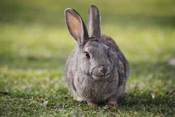 Fototapeta premium Wild european rabbit (Oryctolagus cuniculus) in Spain
