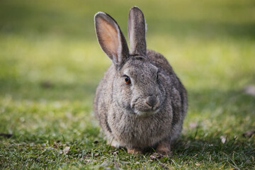 Wild european rabbit (Oryctolagus cuniculus) in Spain
