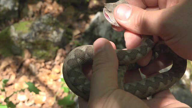 Herpetologist holding a horned viper (Vipera ammodytes) in his hand