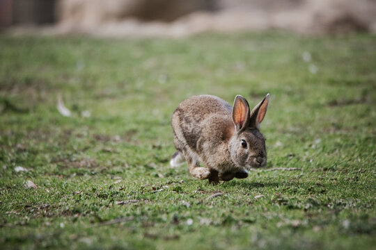Wild european rabbit (Oryctolagus cuniculus) in Spain