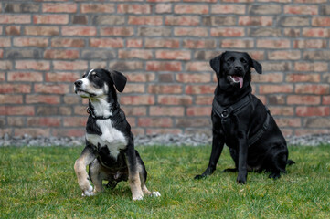 zwei Junghunde beim Training, Labrador Retriever Hündin und Mischlingsrüde spielen und üben auf dem Trainingsgelände