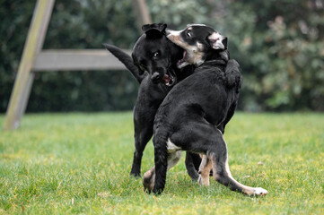 zwei Junghunde spielen und erarbeiten sich ihren Rang in der Rudel Rangordnung