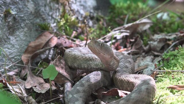 Nose horned viper snake intimidating defending position