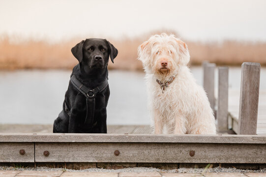 schwarze H&uuml;ndin und wei&szlig;e H&uuml;ndin sitzen auf einem Steg an einem See und schauen in die Kamera Black and white zwei Hunde
