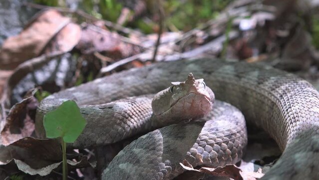 Portrait of horned viper (Vipera ammodytes) on the forest ground