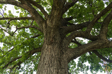 Tree trunk, branches and green leaves 