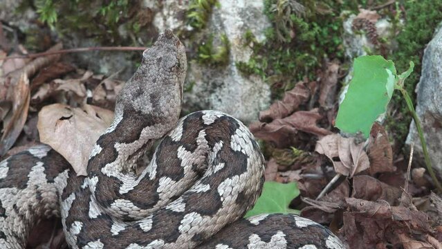 Horned viper difficult to be seen while staying completely still