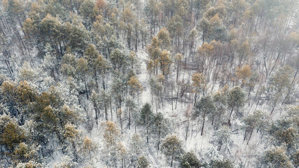 View from the drone on snow-covered fir trees, the car in the forest field. Beautiful winter snow landscape