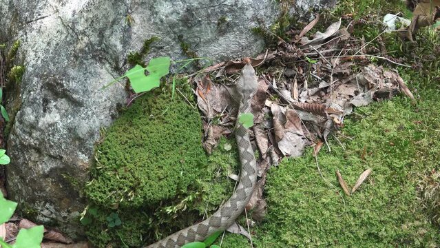 Horned viper (Vipera ammodytes) on hunt looking for prey