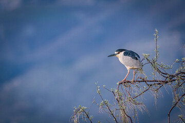 blue heron