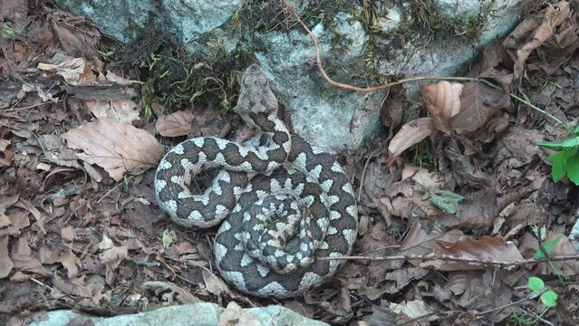Long nose horned viper taking the attack position