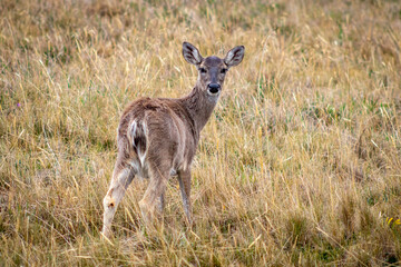 Naklejka na ściany i meble Nice deer in the antisana ecological reserve seen on a winter day.