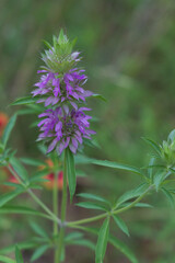 Tall purple wildflower