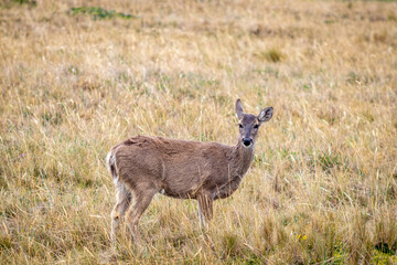 Nice deer in the antisana ecological reserve seen on a winter day.