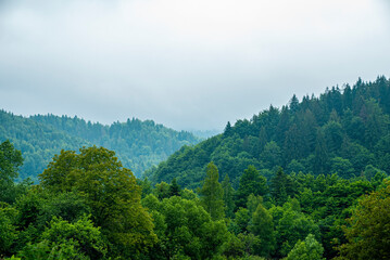 Fototapeta na wymiar Natural scenery of green trees covered with fog on mountain, Foggy mountain landscape with green trees