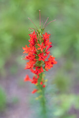 Scarlet trumpet, red wildflowers on long stalk close-up
