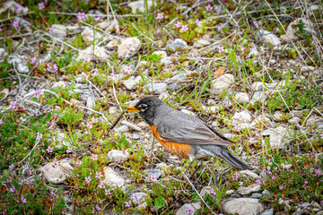 robin on the grass