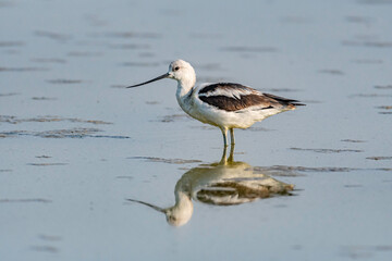 Avocet wading in the Great Salt Lake 