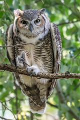 great horned owl