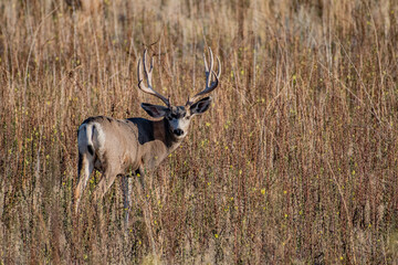 Mule deer buck 