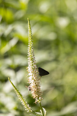 Butterfly sitting on long slender white flower