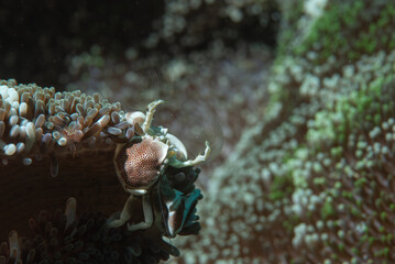 Granchio porcellana, Neopetrolisthes maculatus, su anemone di mare mentre sta filtrando lo zooplancton