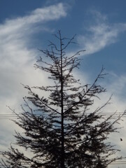 Arbol y Cielo