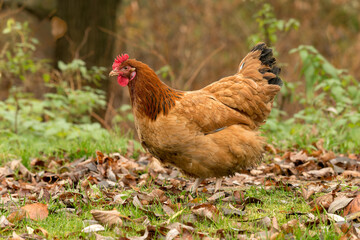 Hen-05