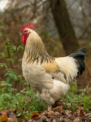 Rooster-03