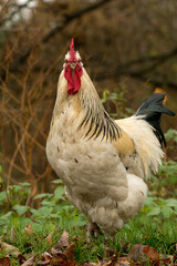 Rooster-01