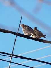 Aves en un cable