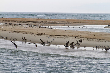 Wild Seabird Clusters in the Outer Banks of North Carolina