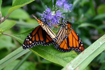 Two Monarch Butterflies Sip nectar Together on a Purple Flower