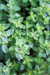 Oregano Plant Leaves Close-up