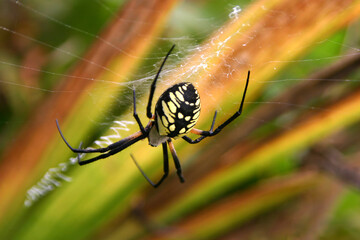 Golden Orb Spider Close-up