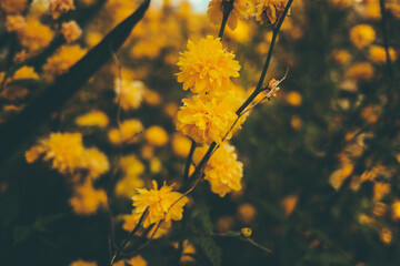 yellow autumn leaves