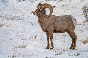 Naklejka na ściany i meble mountain goat in snow