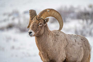 Obraz premium mountain goat in the snow