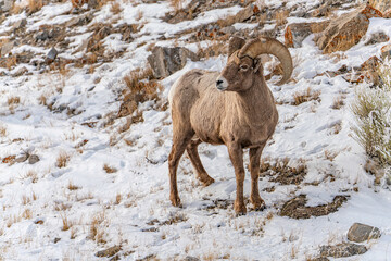 Naklejka premium mountain goat in the snow