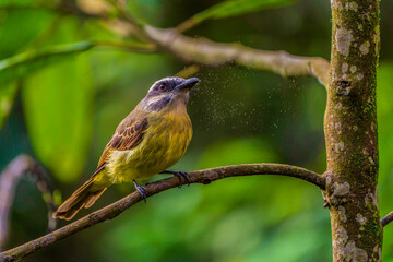 A Golden-crowned flycatcher that is sneezing