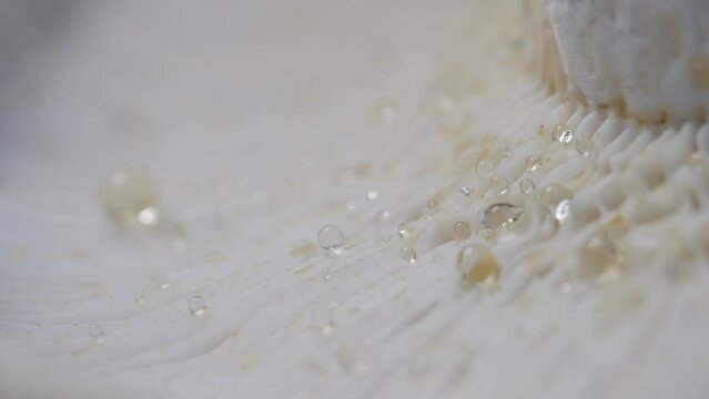 Macro close-up of the laminar hymenium of a wet wild mushroom