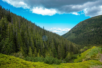 Beautiful view of conferous spruce tree covered forest over mountain slope. Cloudy sky over mountain
