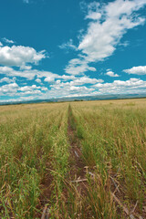 Obraz premium campo