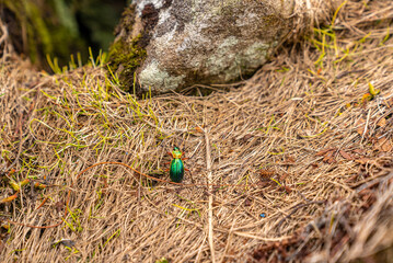 Multicolor insect on dried hay and grass while crawling towards stone. Extreme close up of small animal on dry hay